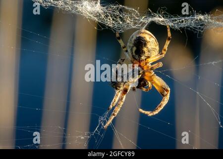 L'araignée a attrapé un insecte et l'enveloppe dans une toile Banque D'Images