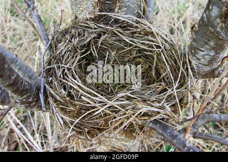 Les oiseaux nichent sur un arbre, vue de dessus en gros plan. Banque D'Images