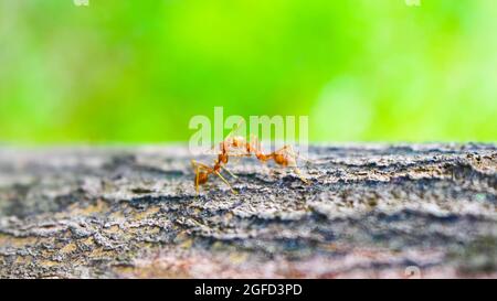 deux fourmis rouges embrassent un arbre Banque D'Images