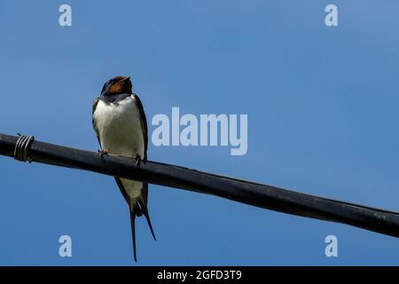 Oiseau hirondelle est assis sur un câble électrique, paysage d'oiseau Banque D'Images