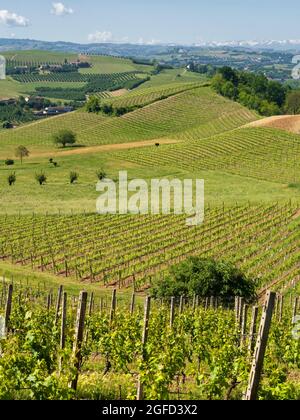 Paysage rural de vignes au printemps à Langhe, province de Cuneo, Piémont, Italie, site du patrimoine mondial de l'UNESCO. Banque D'Images