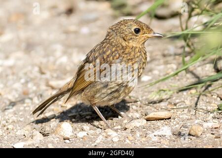 Jeune, robin européen, erithacus rubecula, alias robin ou robin Red breast, à la recherche de nourriture, réserve naturelle RSPB Lodmoor, Weymouth, Dorset Banque D'Images