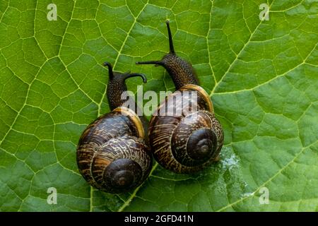 Deux escargots sauvages rampent sur une feuille verte Banque D'Images