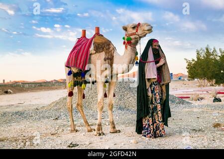 Hurghada, Égypte - 28 janvier 2020 : une vieille bédouine marche avec un chameau à deux bosses dans le désert oriental de l'Égypte. Banque D'Images