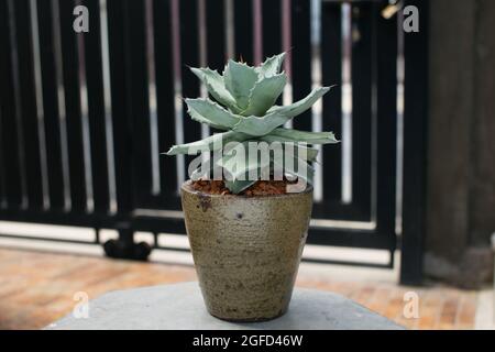 Agave isthmensis ou Dwarf agave dans le pot d'argile. Century Plant Banque D'Images