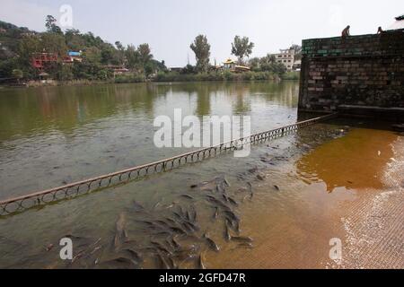 Poissons en train de s'élancer sur les rives du Gange à Haridwar. Haridwar est une société municipale du district de Haridwar, dans l'Ind Banque D'Images