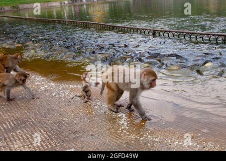 Rhésus macaque (Macaca mulatta) Monkeys sur les rives du Gange à Haridwar, Haridwar est une ville et une corporation municipale dans le Haridwar dis Banque D'Images