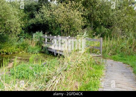 Promenade et pont en bois sur un petit ruisseau dans les Norfolk Broads, Norfolk, Angleterre Banque D'Images
