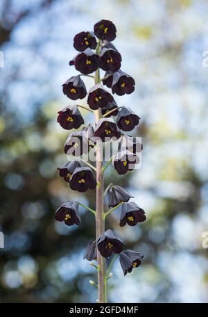 Lys perses Fritillary - Fritilaria arabica. Vivaces herbacées bulbeuses, feuilles linéaires en forme de lance et fleurs violettes en forme de cloche Banque D'Images