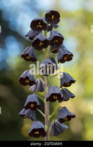 Lys perses Fritillary - Fritilaria arabica. Vivaces herbacées bulbeuses, feuilles linéaires en forme de lance et fleurs violettes en forme de cloche Banque D'Images