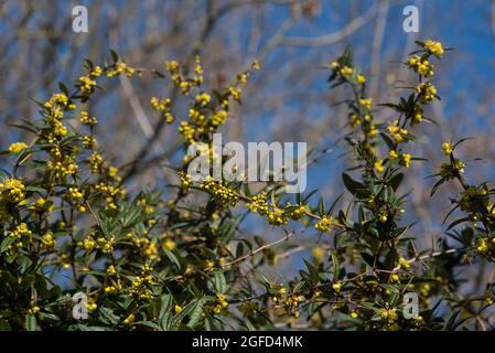 Berberis julianae - Barberry Wintergreen, AKA Barberry chinoise. Grappes de fleurs en forme de cloche jaune vif, grappes de baies bleu foncé et pourpres Banque D'Images