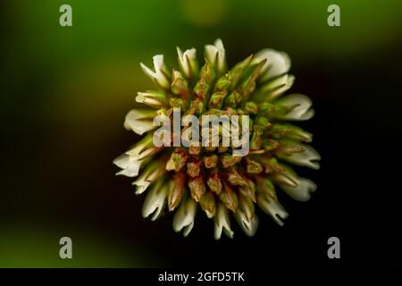 Trifolium repens la fleur qui grandit dans le champ, gros plan Banque D'Images