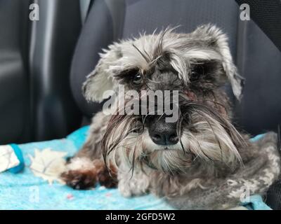 Transport du chien dans la voiture. schnauzer miniature assis sur un siège d'auto vous regardant émotionnellement. Banque D'Images