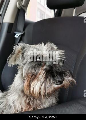 Transport du chien dans la voiture. Un schnauzer miniature gris assis sur un siège d'auto se détourne de vous et ne regarde pas la caméra, gros plan Banque D'Images