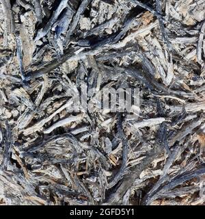 Gros plan sur l'herbe brûlée dans le champ, mauvaise écologie. Banque D'Images