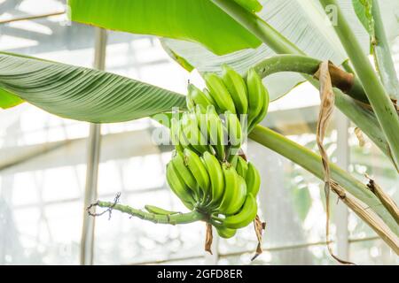 Musa jeune banane verte en pleine croissance sous les tropiques. Bananes sur l'arbre. Famille des Musaceae Banque D'Images