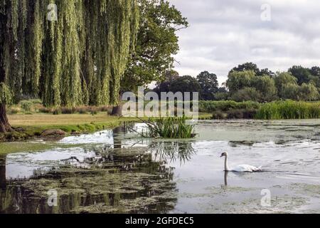 Swan un matin nuageux à Bushy Park à Surrey quand je suis prêt à assumer l'entière responsabilité de tout droit d'auteur ou de toute plate-forme de propriété publique ou privée Banque D'Images