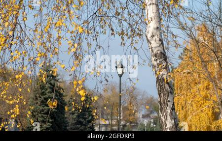 Bouleau avec feuilles jaunes dans le parc. Heure d'automne Banque D'Images