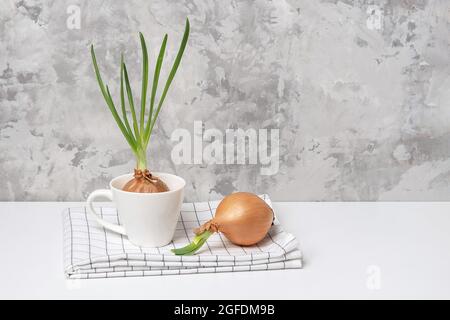 Oignons verts dans la tasse sur la table. Les verts ont grandi sur le seuil de fenêtre, l'espace de copie, la vie encore Banque D'Images