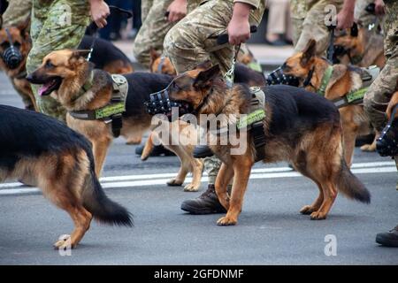 Ukraine, Kiev - 18 août 2021 : chiens de garde de berger au poste de garde-frontière. Marche militaire ukrainienne dans le défilé. Infanterie de l'armée. Les Cynologues le sont Banque D'Images