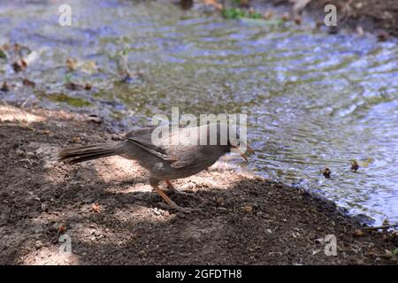 Oiseaux assoiffés, oiseaux buvant de l'eau pendant l'irrigation dans les champs Banque D'Images