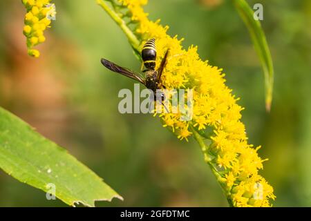 Guêpe Mason lobé sur des fleurs de Goldenrod Banque D'Images