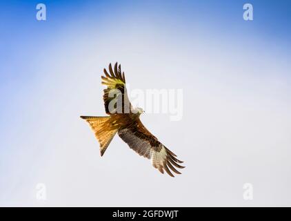 Royaume-Uni, pays de Galles, Carmarthenshire, Llandovery, Llanddeusant, Red Kite (Milvus milvus) en vol Banque D'Images