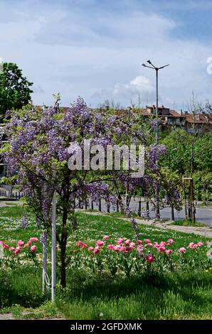 Endroit confortable pour la détente printanière sous l'ombre de la pleine wisteria pourpre fleuri avec fleurs et feuilles dans le parc, Sofia, Bulgarie Banque D'Images