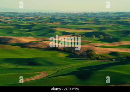 Vue depuis Palouse, État de Washington, avec champs agricoles de blé vert Banque D'Images