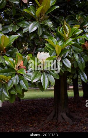 Magnolia grandiflora en fleur Banque D'Images