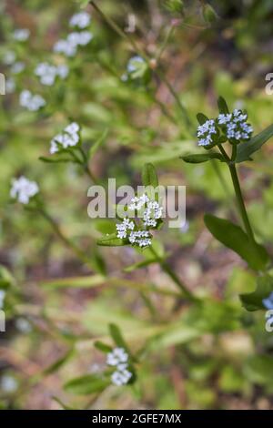 Inflorescence bleu pâle de Valerianella locusta Banque D'Images