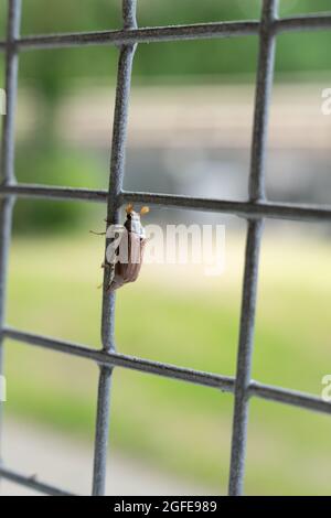 Un Cockchafer ou un bogue de mai (Melolontha melolontha) iclimbing sur une clôture en métal, gros plan. Forêt verte floue en bokeh. Insecte, zoologie, entomologie, envi Banque D'Images