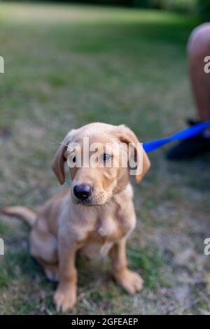 Un jeune chiot du Labrador apprend à s'asseoir et à rester dans le jardin de ses propriétaires. Adorable chien de race labrador, il regarde à l'extérieur de l'appareil photo Banque D'Images