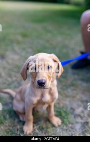 Un jeune chiot du Labrador apprend à s'asseoir et à rester dans le jardin de ses propriétaires. Adorable labrador, il regarde l'appareil photo Banque D'Images