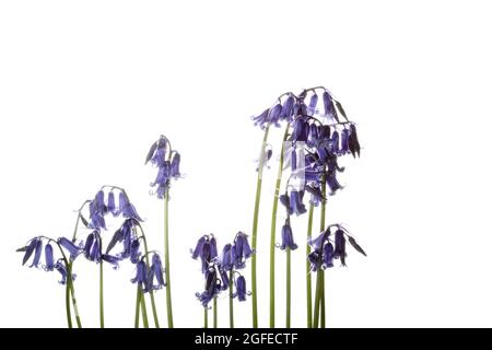 Ouvrez les têtes de fleurs bleues sur les tiges de cloches photographiées sur fond blanc Banque D'Images