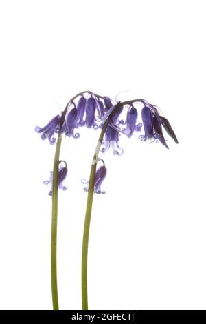 Ouvrez les têtes de fleurs bleues sur les tiges de cloches photographiées sur fond blanc Banque D'Images