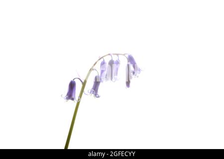 Ouvrez les têtes de fleurs bleues sur les tiges de cloches photographiées sur fond blanc Banque D'Images