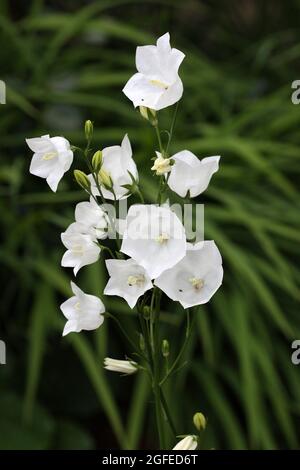 Gros plan d'une tête moyenne Campanula avec des fleurs blanches Banque D'Images