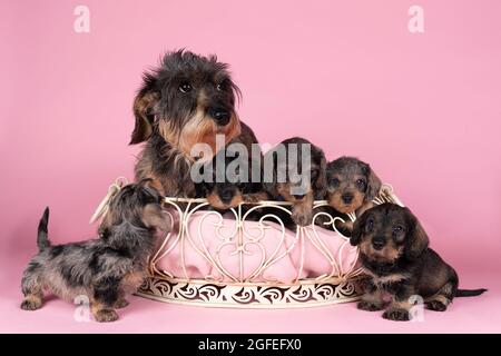 Une portée de chiots Dachshund bicolores à poil long et leur mère dans un panier sur fond rose Banque D'Images