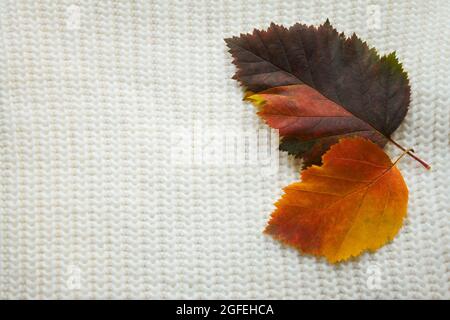 Deux feuilles d'automne orange vif sur un fond de confortable blanc chaud chandail simple tricotage de picots. Le concept de l'automne, le confort, la prochaine lande froide Banque D'Images