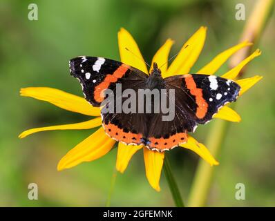 Un papillon amiral rouge (Vanessa atalanta) sur un Coneflow, Angleterre, Royaume-Uni Banque D'Images