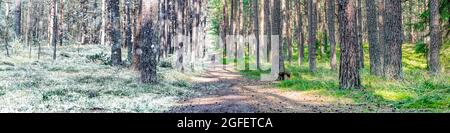 L'été et l'hiver sont combinés en une seule photo. Changement des saisons d'hiver et d'été. Neige et herbe dans la forêt, chemin de forêt s'étendant dans le Banque D'Images