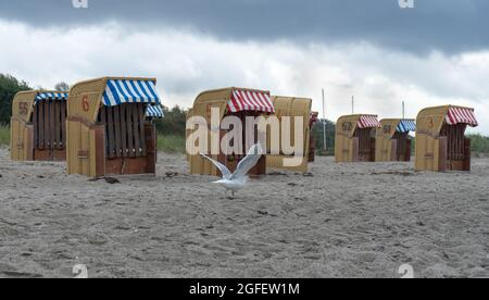 Démarrage de la mer gull à la plage dans le village allemand appelé Timmendorf Banque D'Images