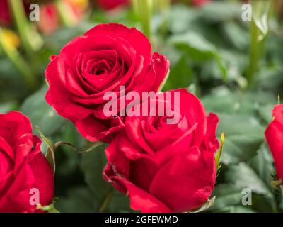 Romantique en fleurs rose rouge frais. Fleur rose 'Red Eagle' sur l'arrière-plan vert et roses ohers Banque D'Images
