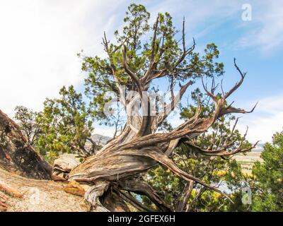 Partiellement mort Utah Juniper, Juniperus Osteosperma, formant une forme torsadée bizarre dans le parc national de la Forêt pétrifiée, Escalante, Utah. Banque D'Images