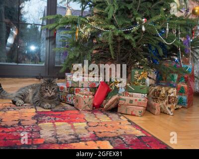 Cadeaux emballés dans un joli papier de couleur et chat sous l'arbre de Noël. Pologne, Europe Banque D'Images