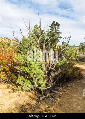 Partiellement mort Utah Juniper, Juniperus Osteosperma, formant une forme torsadée bizarre dans le parc national de la Forêt pétrifiée, Escalante, Utah. Banque D'Images