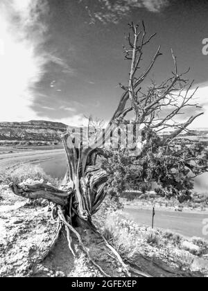 Les branches bizarres et tordues d'un Juniper de l'Utah partiellement mort, Juniperus Osteosperma, en noir et blanc, à Escalante, Utah Banque D'Images