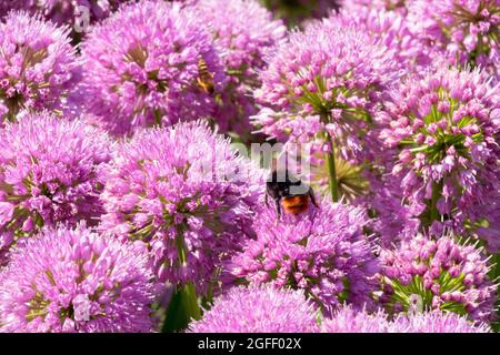 Abeille Bumble sur Allium Millenium Onion ornemental rose fleurs d'août Banque D'Images