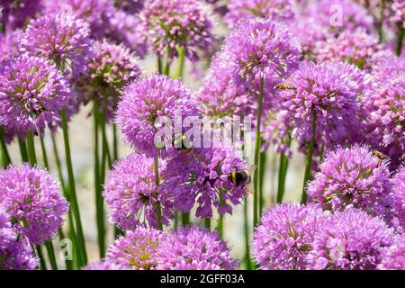 Oignon ornemental bourdons, insectes sur Allium Millenium Banque D'Images